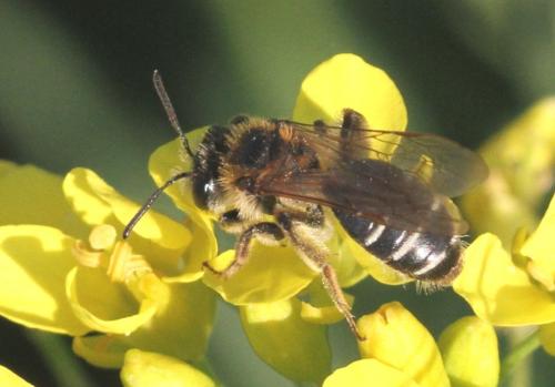 Andrena sp.